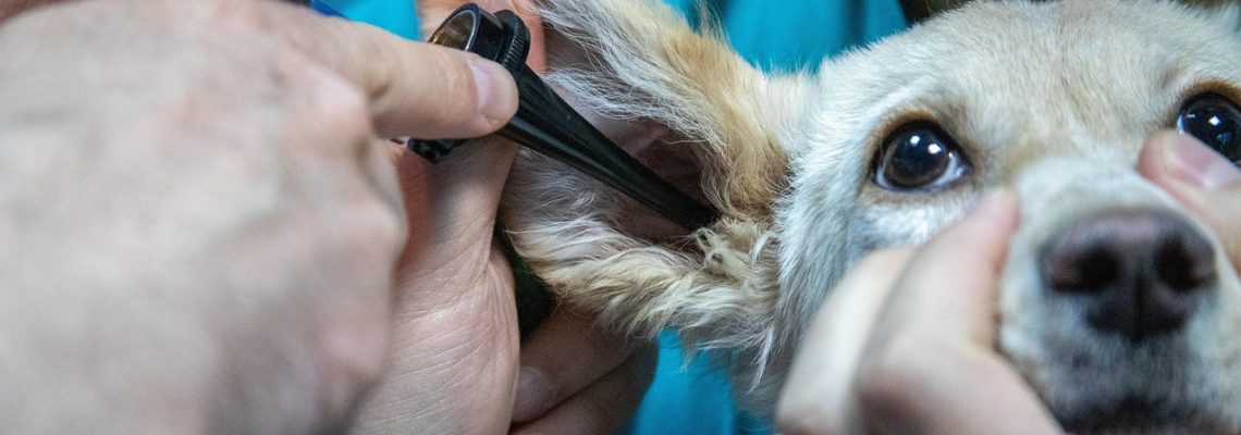 Cómo la inteligencia artificial está cambiando el diagnóstico veterinario en México