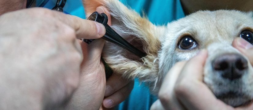 Cómo la inteligencia artificial está cambiando el diagnóstico veterinario en México