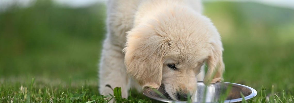 Los 10 alimentos tóxicos para perros en México