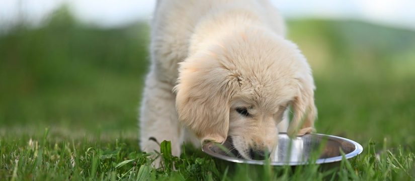 Los 10 alimentos tóxicos para perros en México