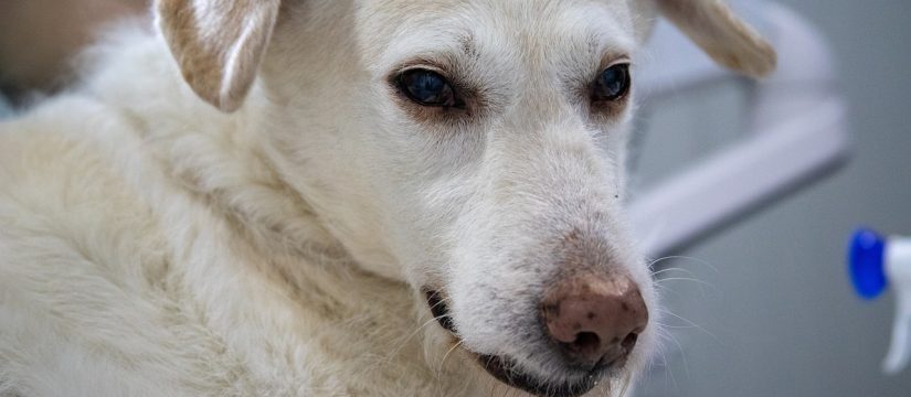 Dermatitis en perros: causas, síntomas y tratamiento